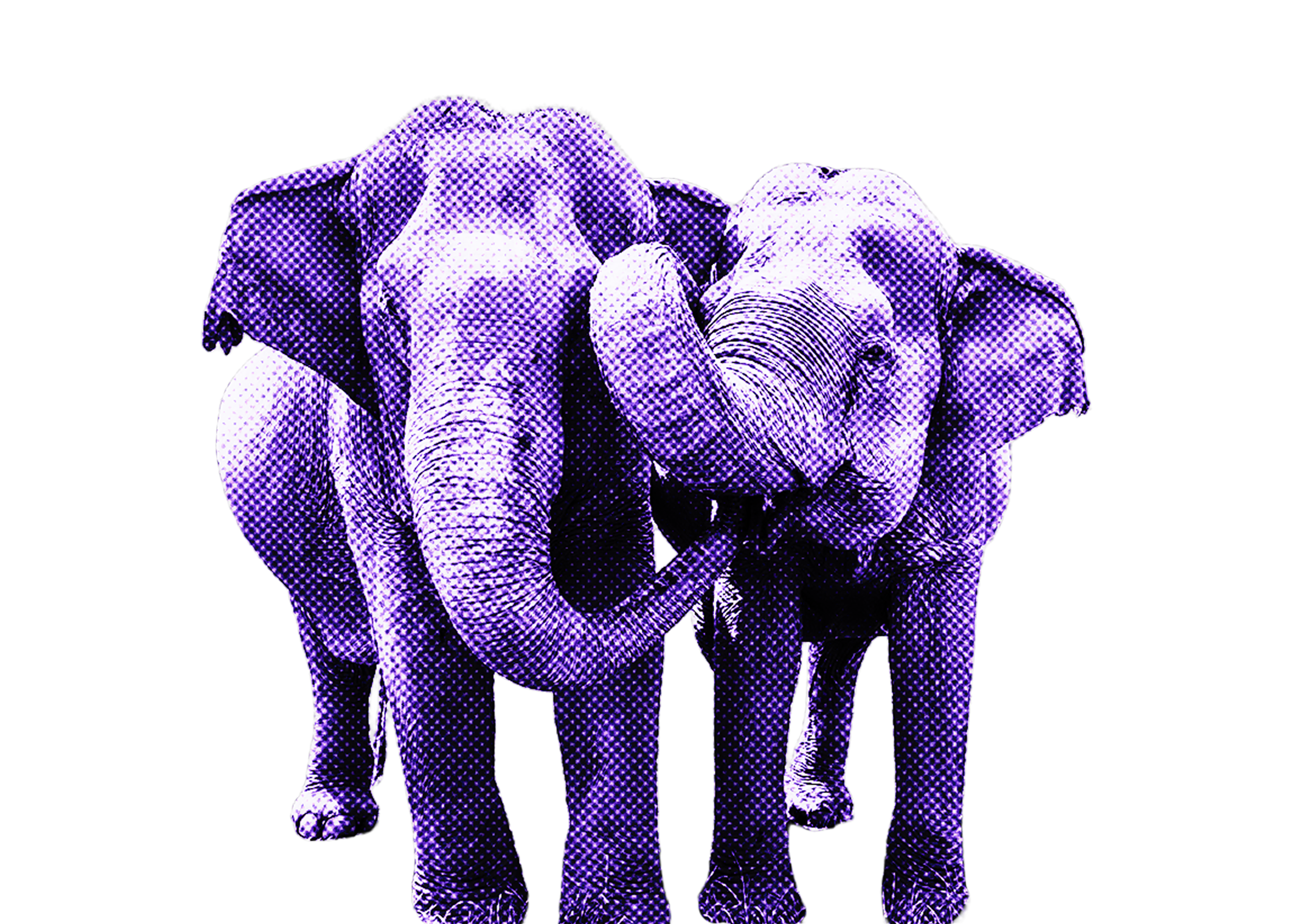 Elephants